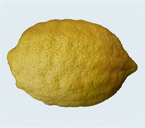 Lemon Lisbon
